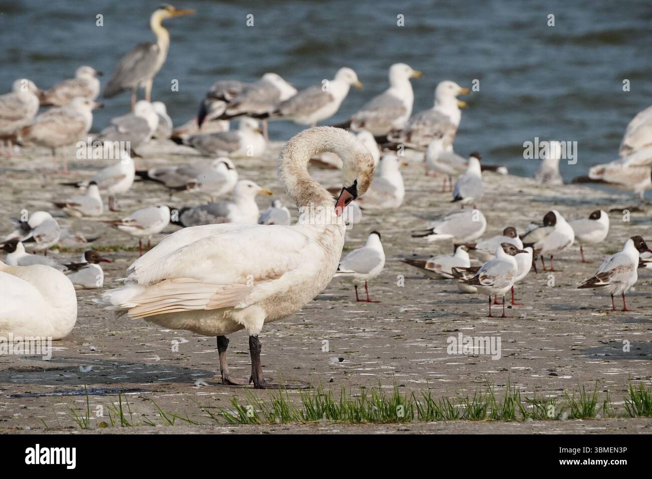 Wild birds in Nida, Lithuania Stock Photo