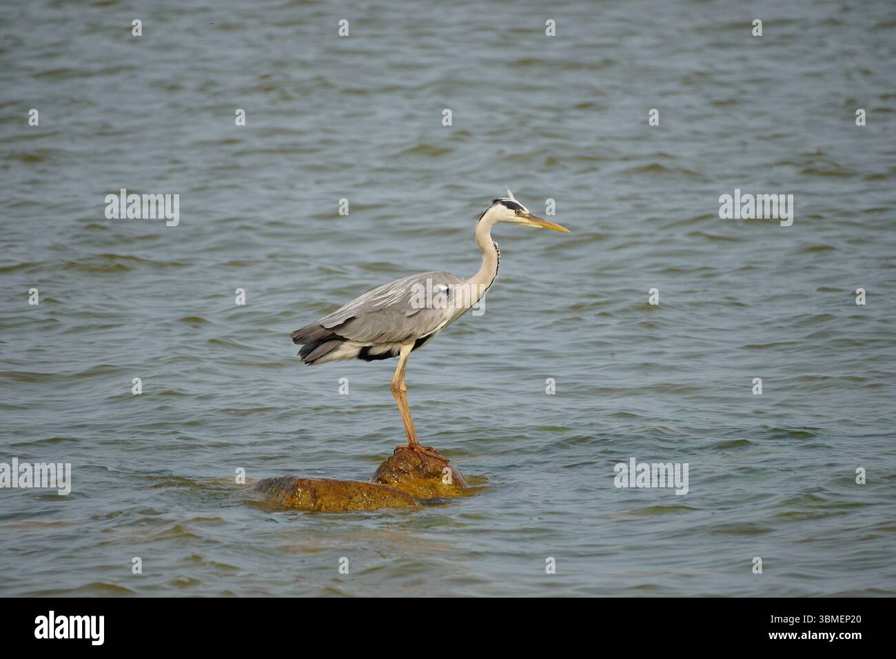 Ardea cinerea bird in Nida, Lithuania Stock Photo