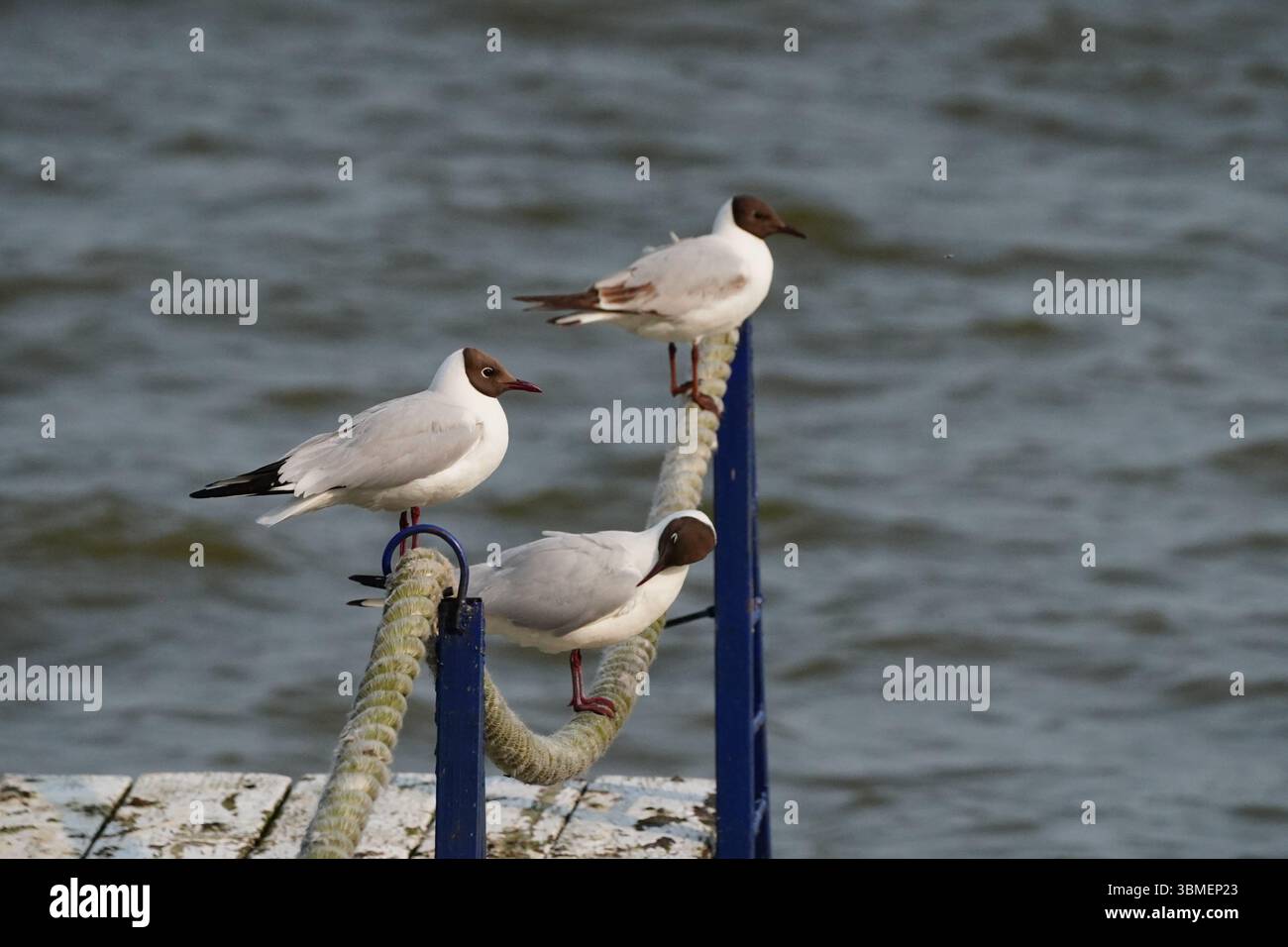 Chroicocephalus ridibundus bird in Nida, Lithuania Stock Photo