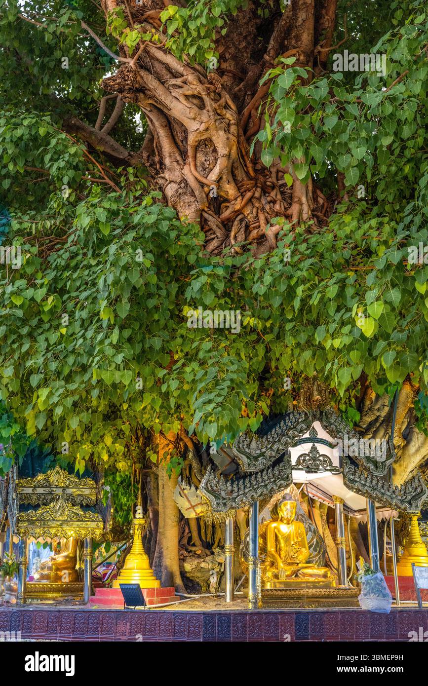 Burma, Yangon, Rangun, Shwedagon pagoda, Bodhi tree Stock Photo