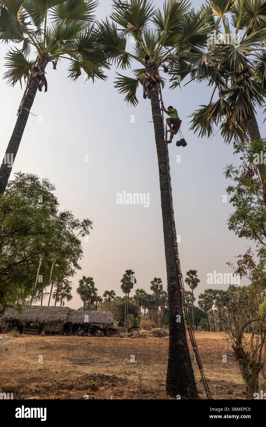 Myanmar (Burma), a Burmese farmer climbs a palm tree to extract palm sugar. Stock Photo