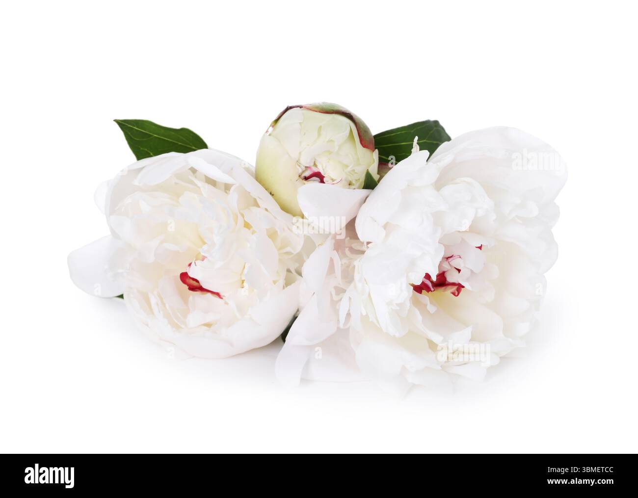 Beautiful peonies and green leaves isolated on white Stock Photo - Alamy
