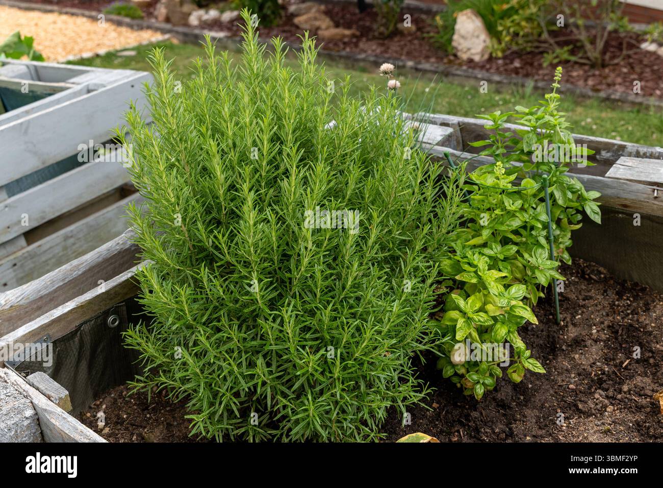 Kräuterbeet mit Rosmarin und Basilikum in Hochbeet-Palette 26.06.25 ...
