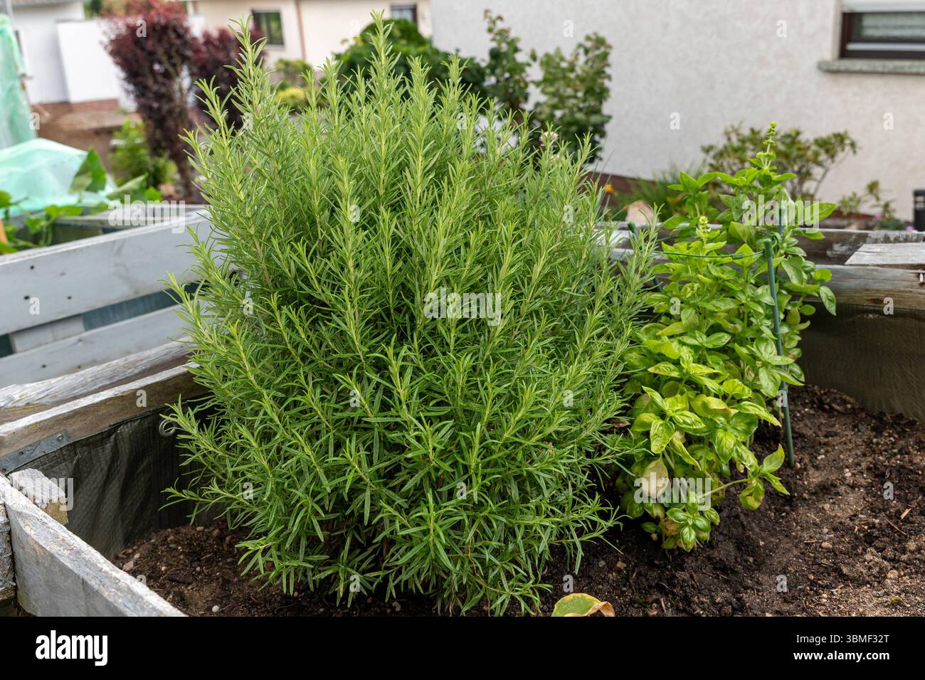 Kräuterbeet mit Rosmarin und Basilikum in Hochbeet-Palette 26.06.25 ...