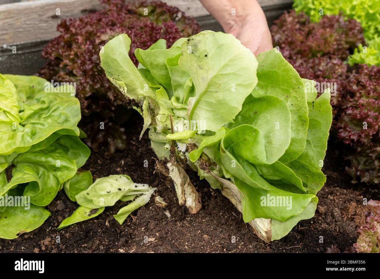 Salaternte von Hand im Hochbeet 26.06.25, Selters: Symbolfoto, Illustrationsbild, Symbolbild, Illustrationsfoto, Alltagsszene Eine Person schneidet mit einer Gartenschere frischen Kopfsalat direkt aus einem Hochbeet. Die Szene zeigt nachhaltige Selbstversorgung, Gartenarbeit und den achtsamen Umgang mit Lebensmitteln. Im Hintergrund ist weiterer Blattsalat sichtbar. Die Hände und das Werkzeug stehen sinnbildlich für Handarbeit, Saisonalität und bewusste Ernährung. Selters *** Harvesting lettuce by hand in a raised bed 26 06 25, Selters Symbol photo, illustration photo, symbol image, illustrati Stock Photo