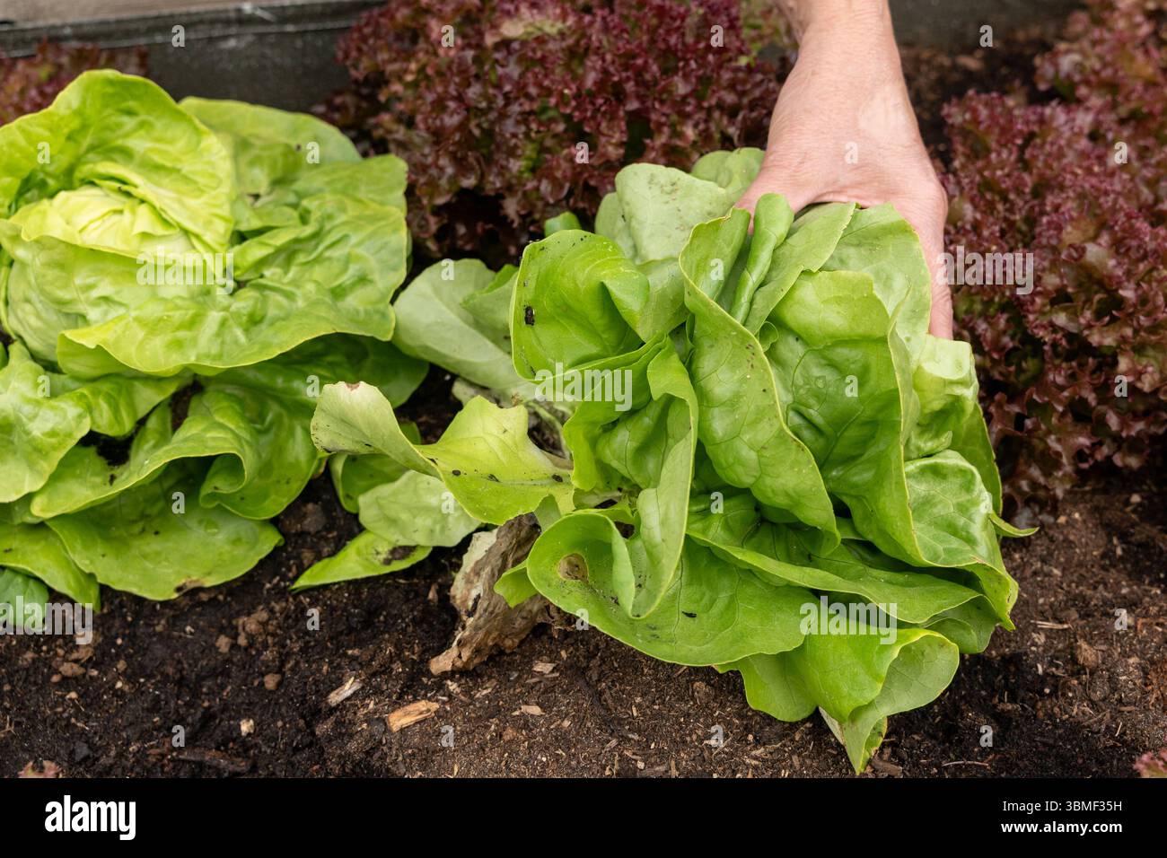 Salaternte von Hand im Hochbeet 26.06.25, Selters: Symbolfoto, Illustrationsbild, Symbolbild, Illustrationsfoto, Alltagsszene Eine Person schneidet mit einer Gartenschere frischen Kopfsalat direkt aus einem Hochbeet. Die Szene zeigt nachhaltige Selbstversorgung, Gartenarbeit und den achtsamen Umgang mit Lebensmitteln. Im Hintergrund ist weiterer Blattsalat sichtbar. Die Hände und das Werkzeug stehen sinnbildlich für Handarbeit, Saisonalität und bewusste Ernährung. Selters *** Harvesting lettuce by hand in a raised bed 26 06 25, Selters Symbol photo, illustration photo, symbol image, illustrati Stock Photo