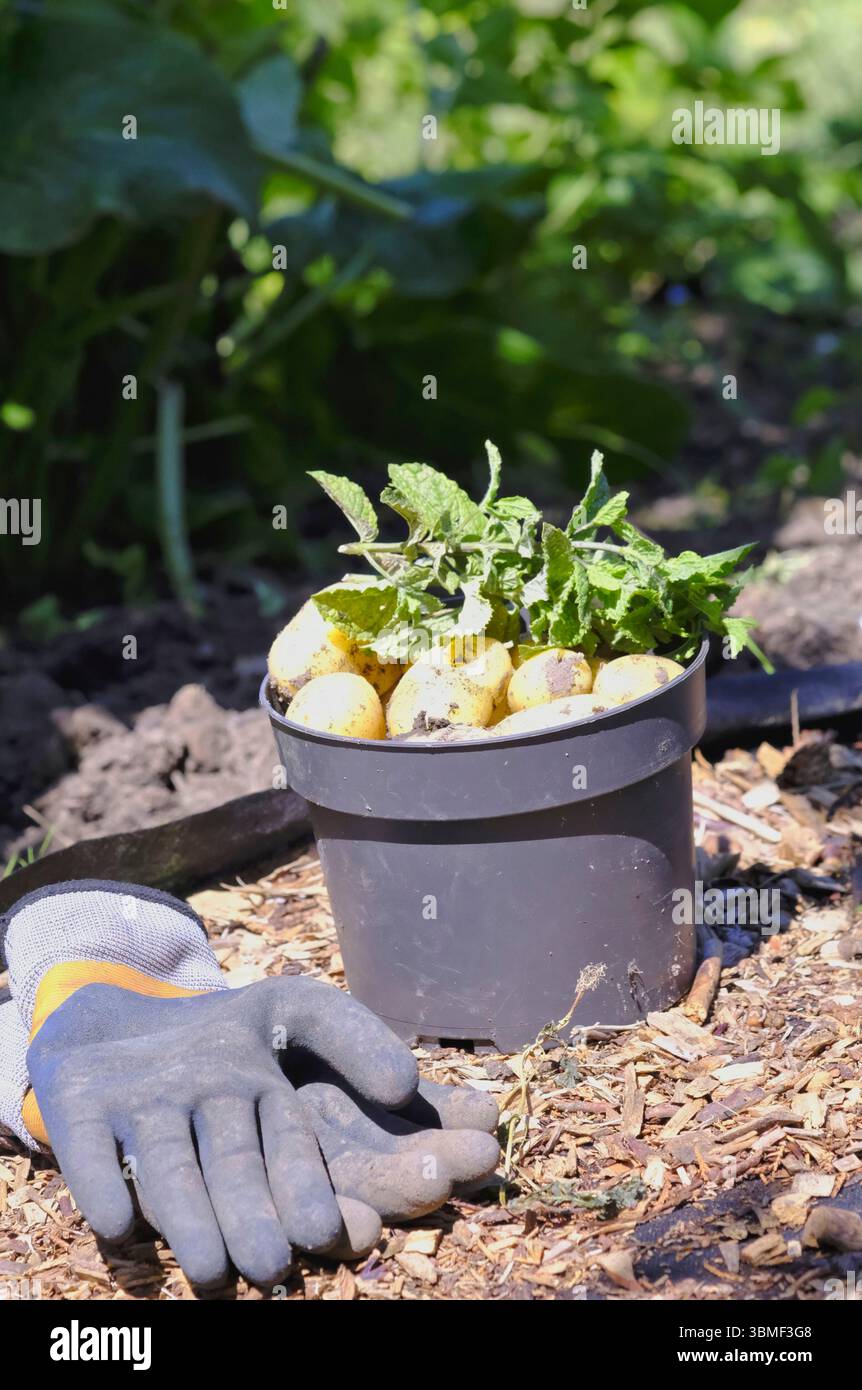 Freshly harvested new potatoes in a plastic bucket with sprigs of mint, resting on mulch-covered soil alongside a pair of gardening gloves Stock Photo