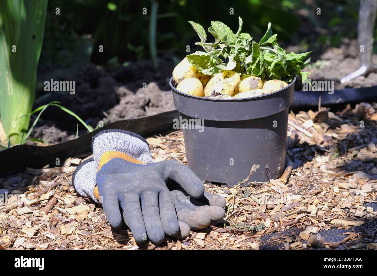 Freshly harvested new potatoes in a plastic bucket with sprigs of mint, resting on mulch-covered soil alongside a pair of gardening gloves Stock Photo