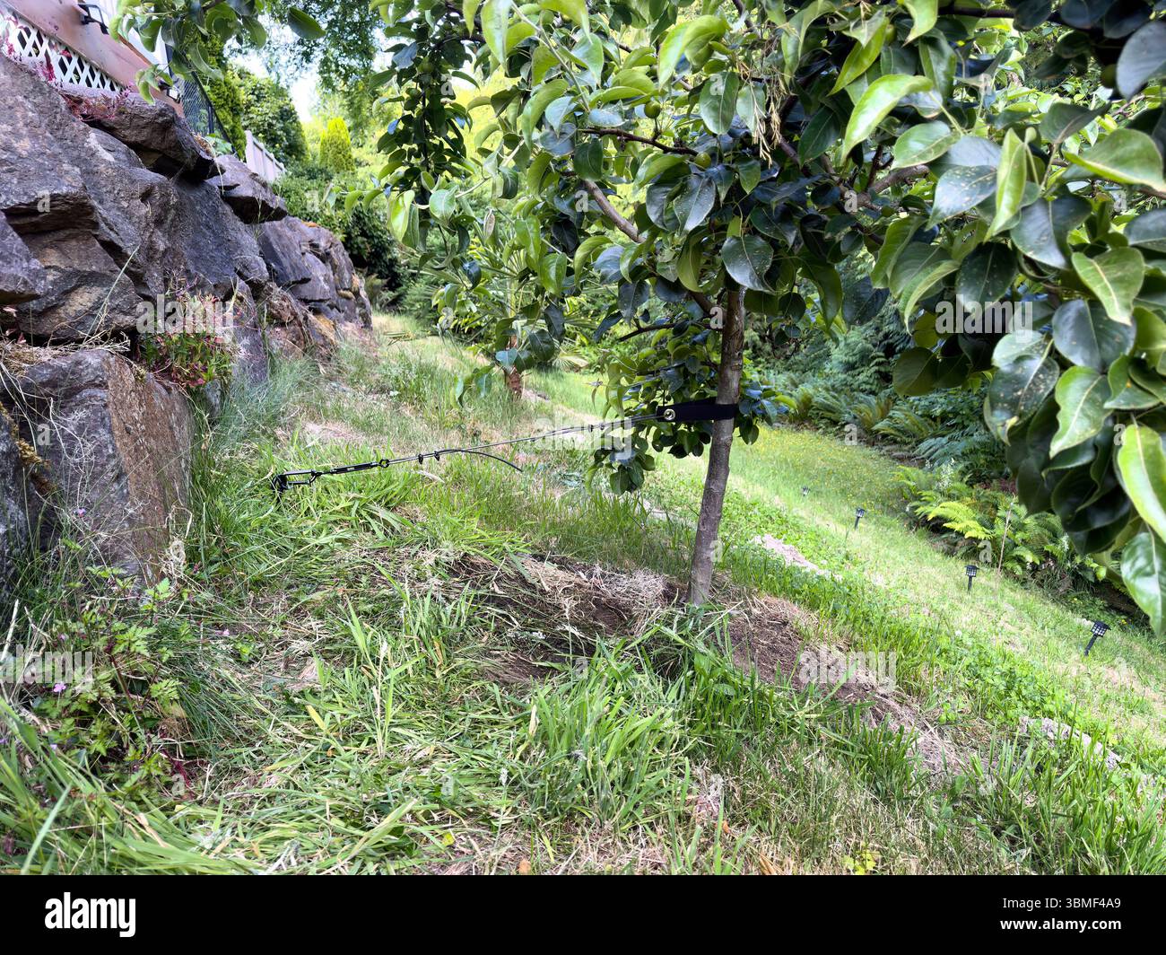 Tree brace support installed to support Asian fruit pear tree in home ...