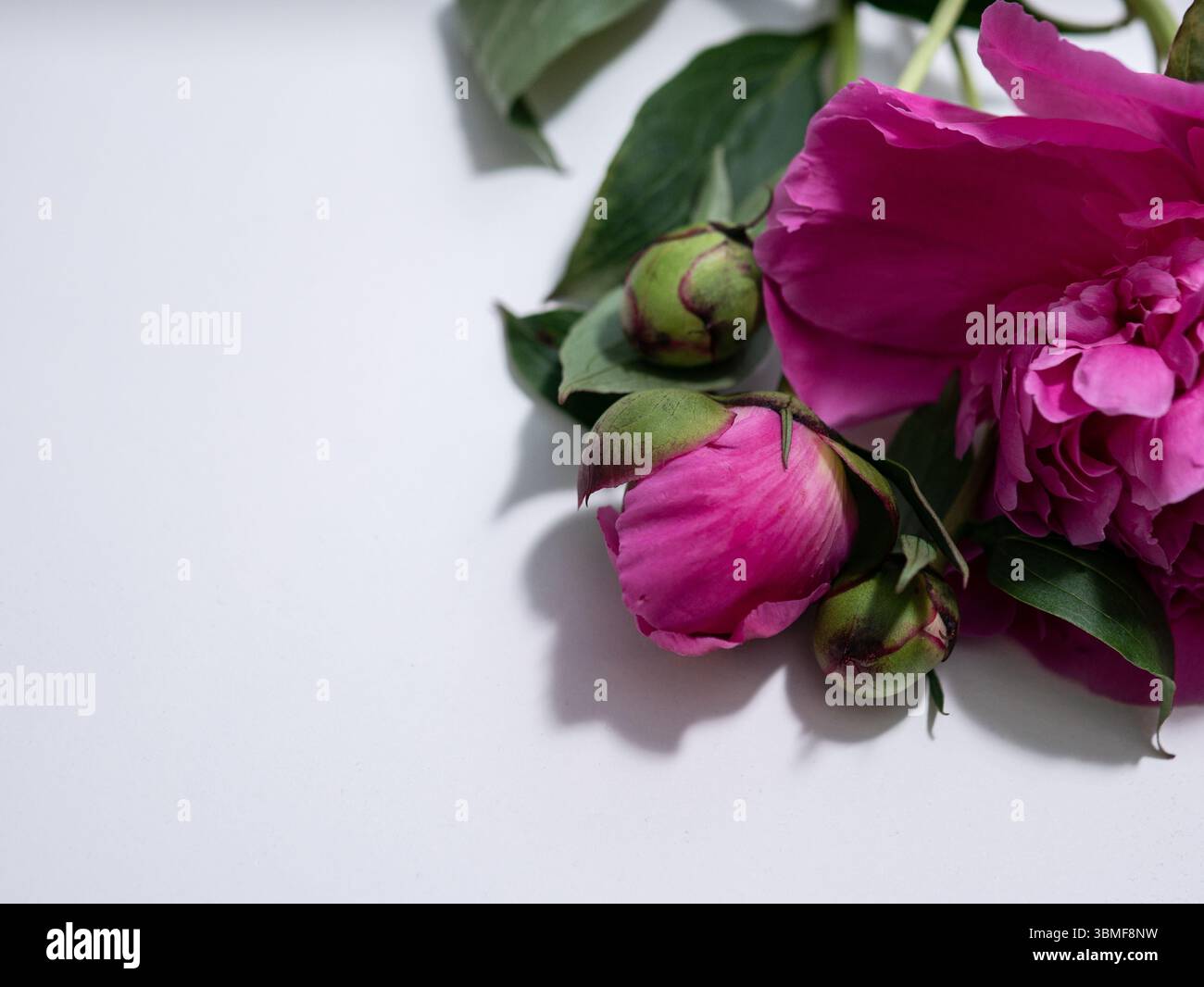 Vibrant pink peony with lush green leaves arranged elegantly on a soft ...
