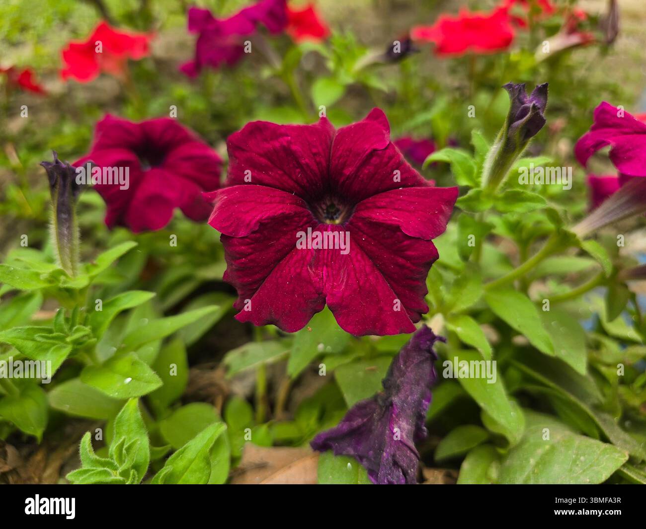 Deep burgundy petunia blooms showcasing velvety petals in a vibrant garden setting - Smartphone Captured Stock Image