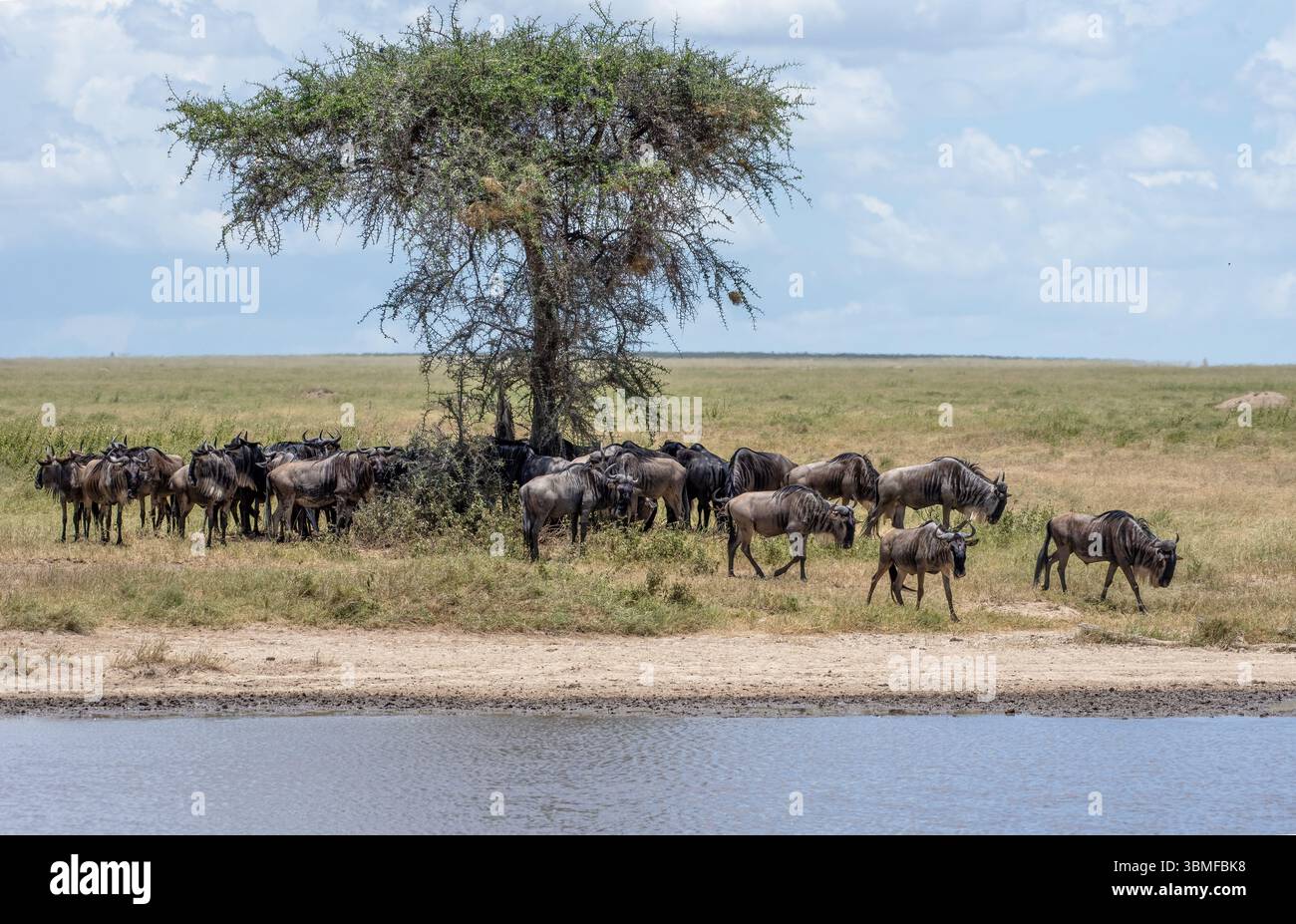 Serengeti, a herd of wildebeest resting under the shade of a tree Stock Photo