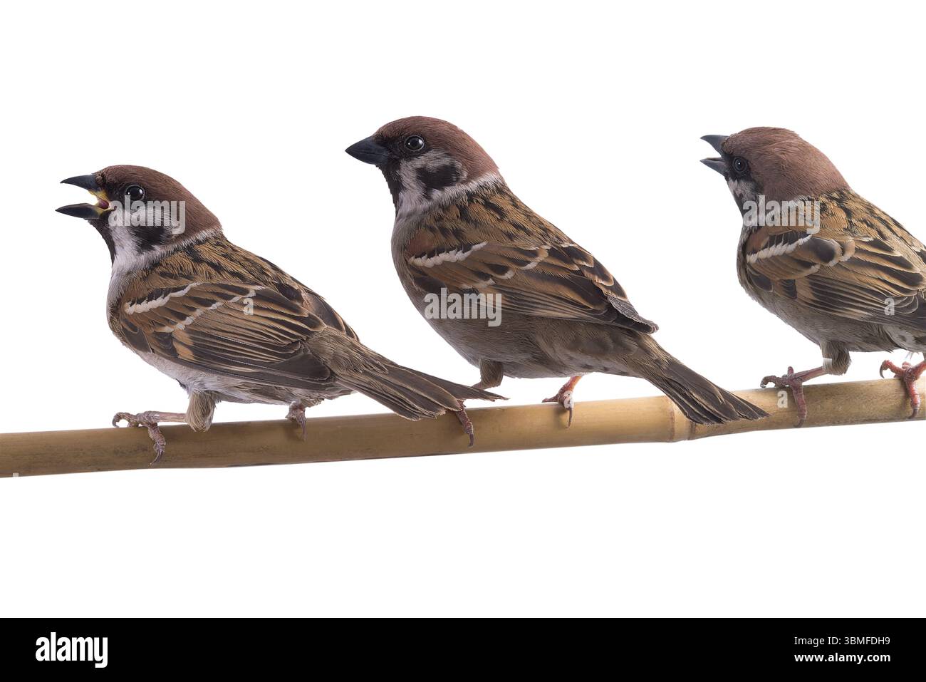 three sitting sparrows isolated on white background Stock Photo