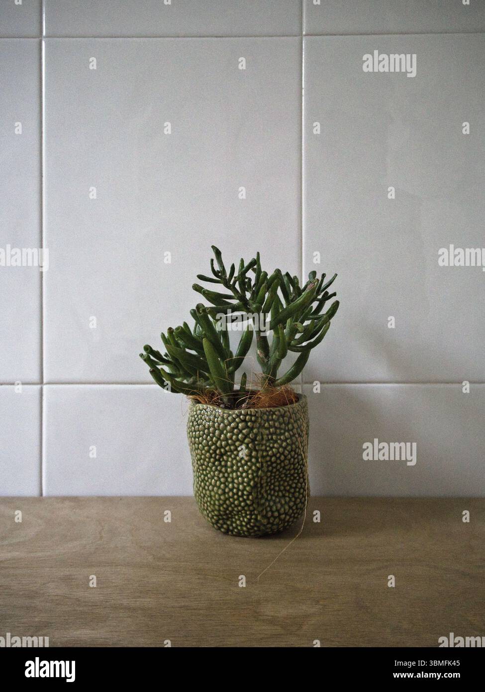 Potted houseplant Crassula against clean white tiles, shown in stylish indoor decor setup. Stock Photo