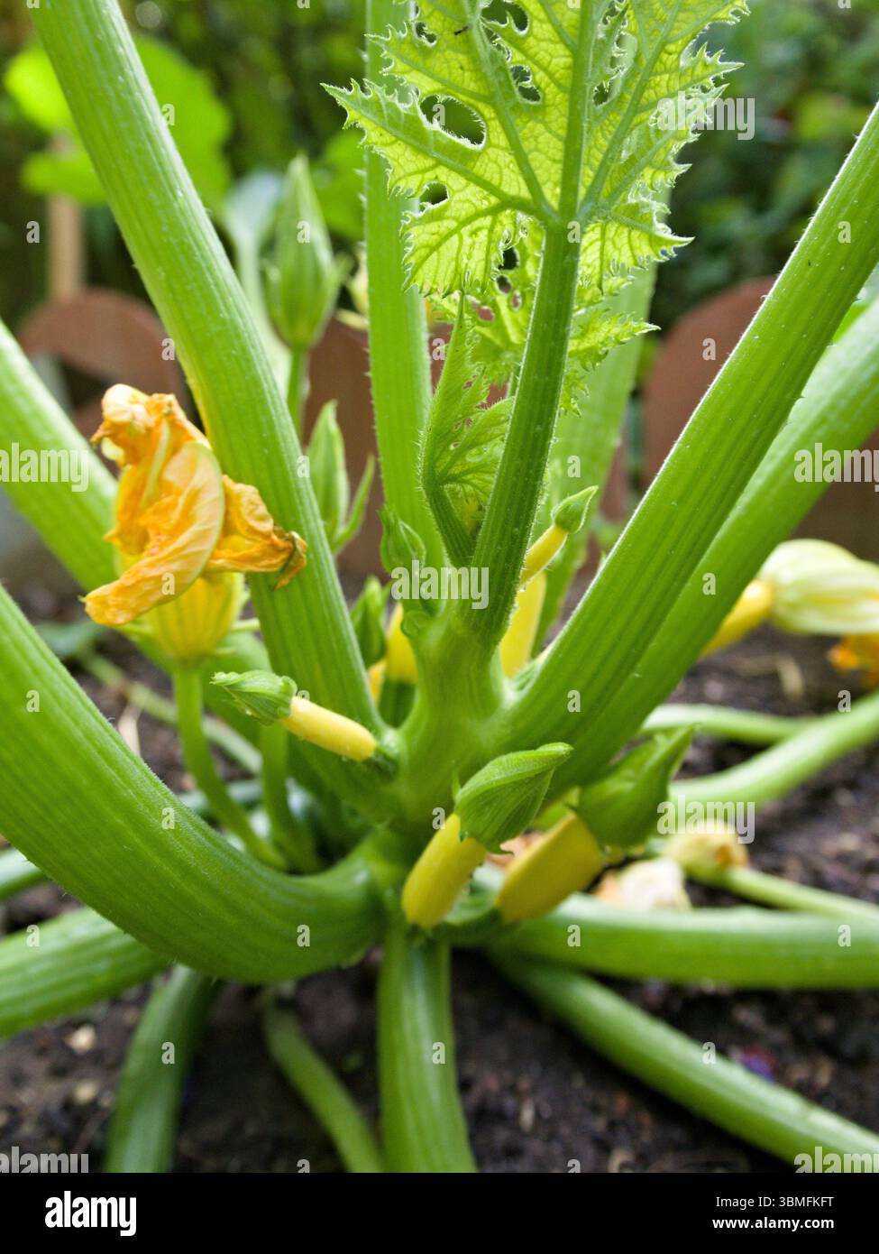 Close-up of a zucchini plant showing tiny yellow zucchinis and small orange blossoms growing among fresh green stems and textured branches. Stock Photo