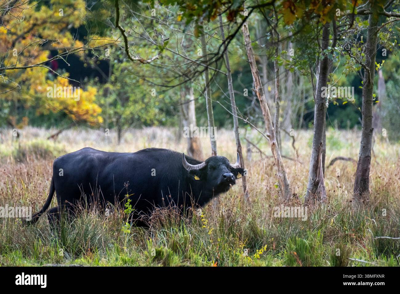 Water buffalo - Bubalus bubalis - at Tegel Creek, Berlin, Germany Stock Photo