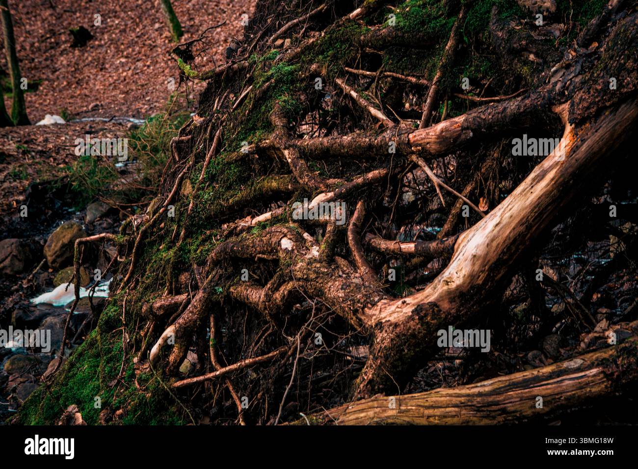 Tree roots in Swedish forest Stock Photo - Alamy