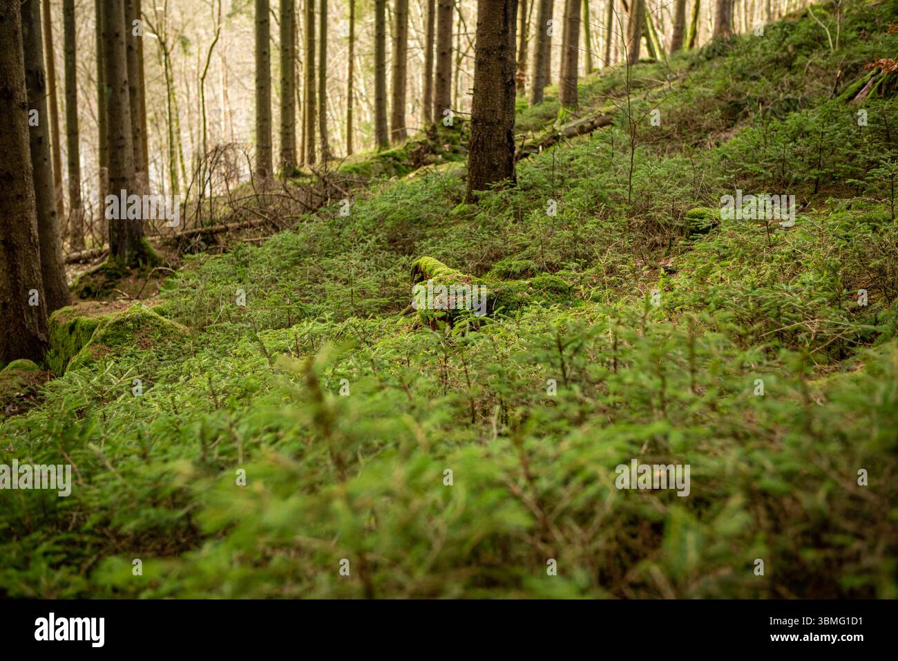 Small pines in Swediish forest Stock Photo - Alamy