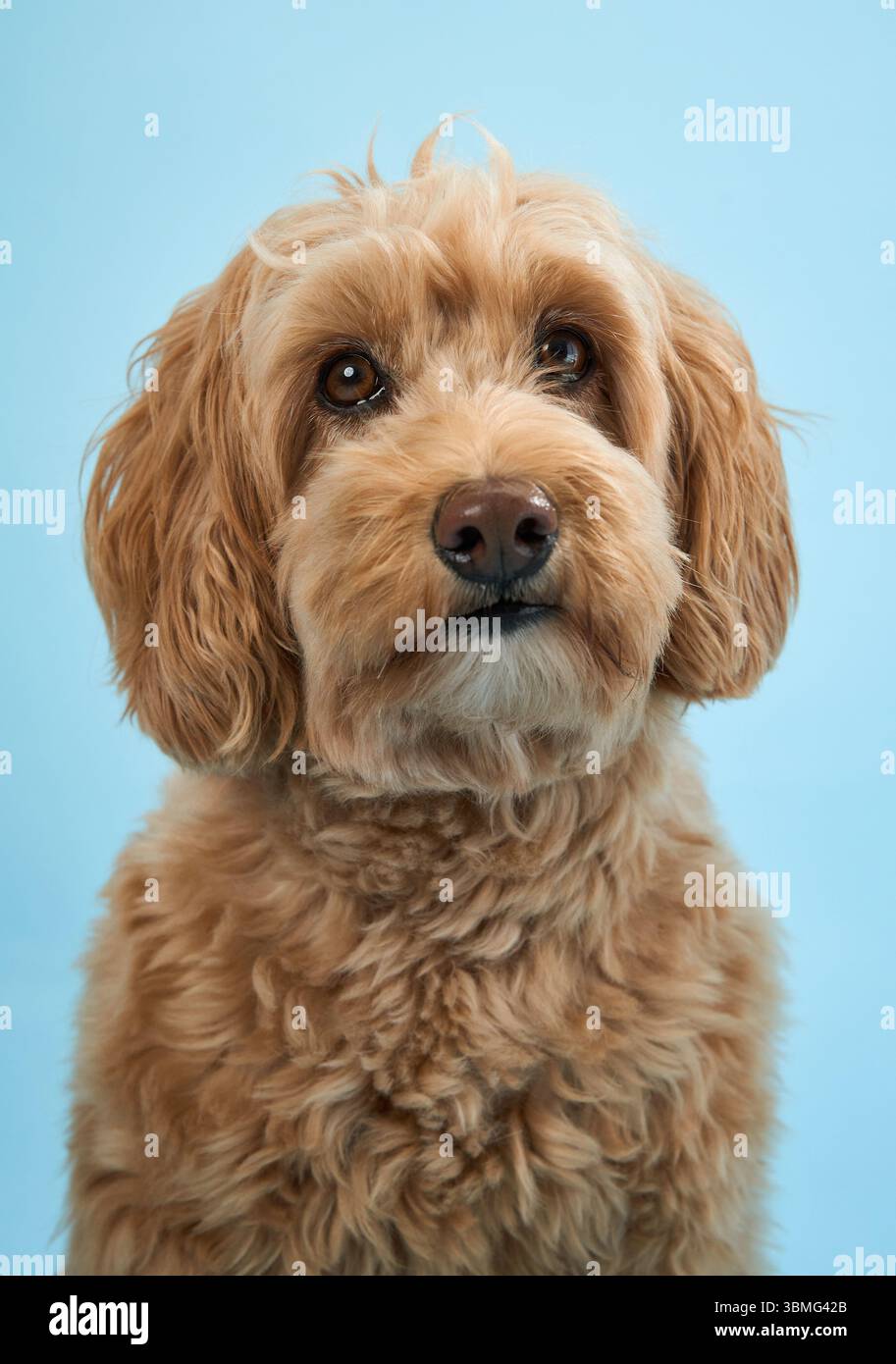 A Labradoodle with curly fur looks forward with a curious expression against a light blue background. Stock Photo