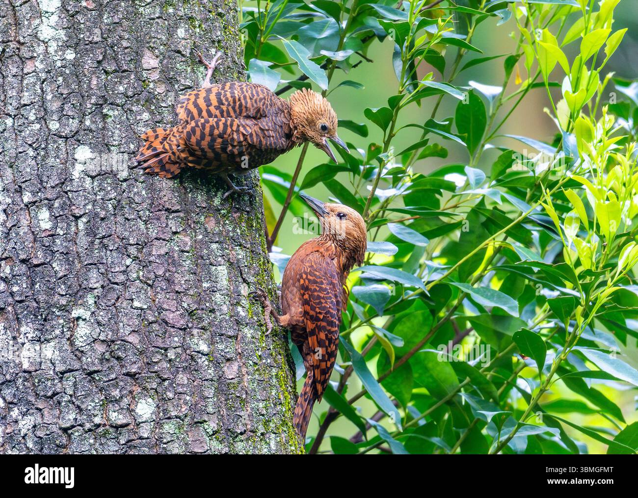 A Rufous Woodpecker (Micropternus brachyurus) feeding a young bird ...
