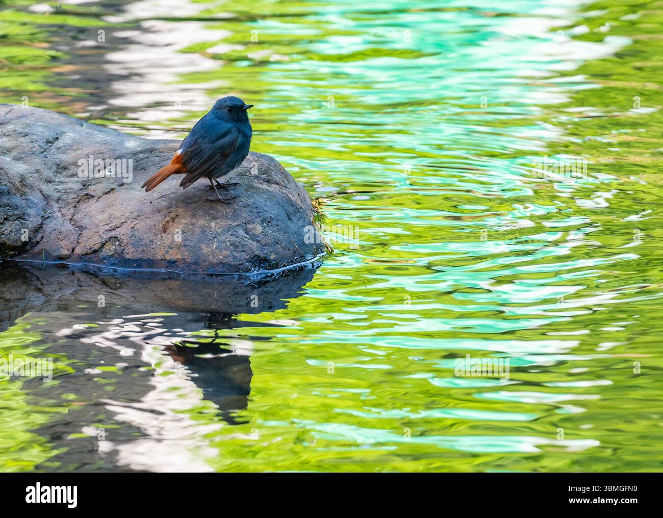 A Plumbeous Redstart (Phoenicurus fuliginosus) standing on a rock by a creek. Fujian Province, China. Stock Photo