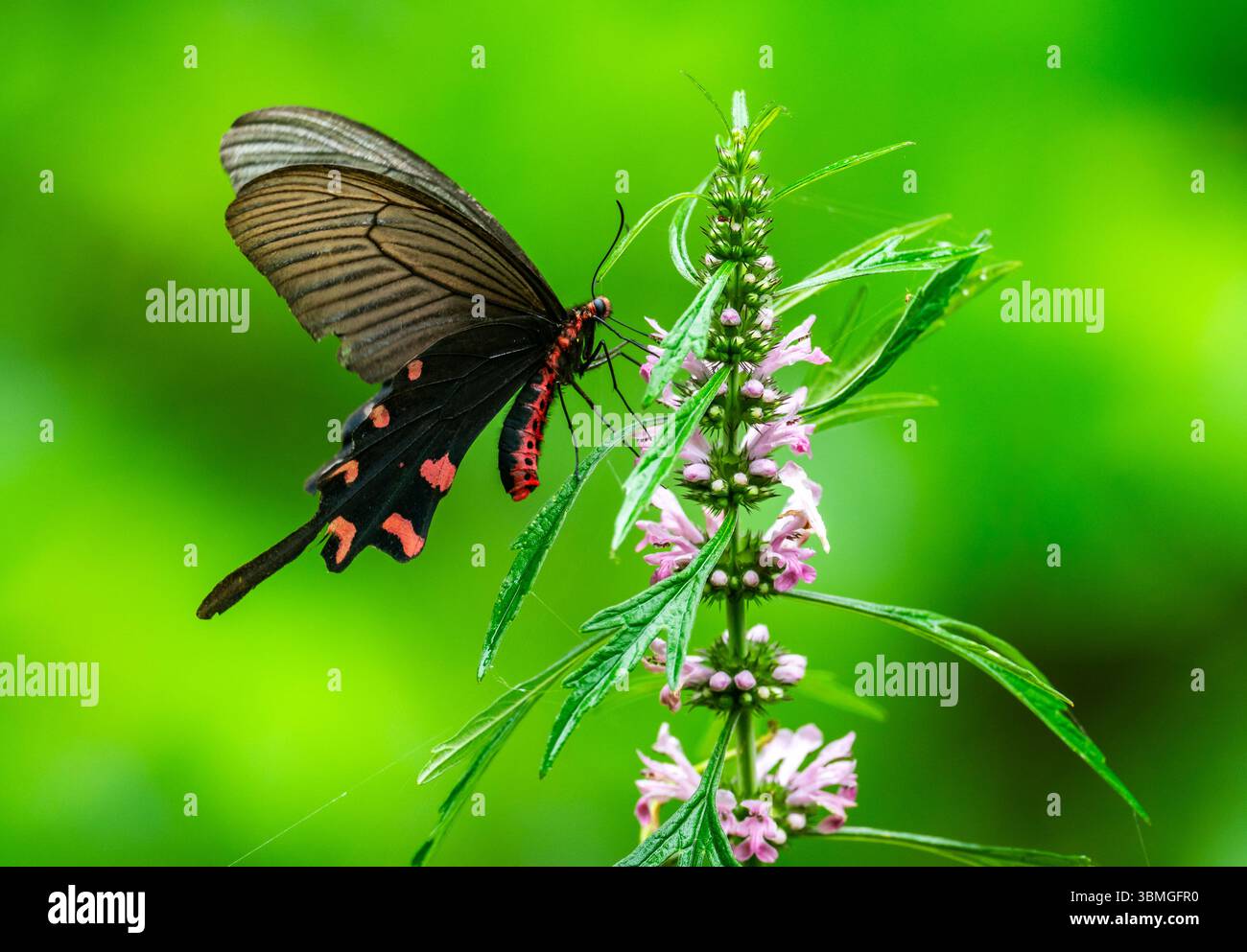 Chinese windmill butterfly hi-res stock photography and images - Alamy
