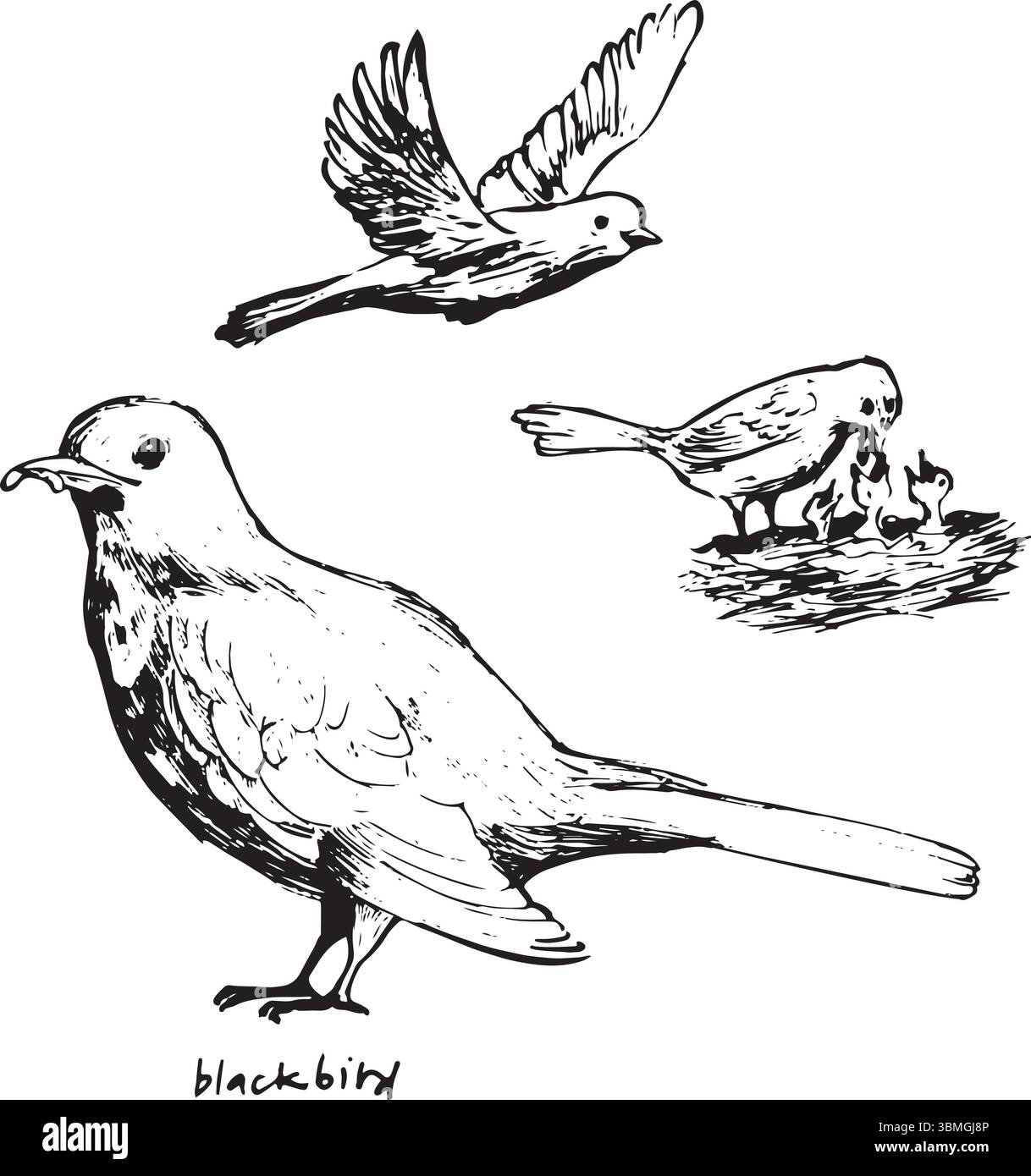 Blackbird in Ink – Hand-Drawn Vector Illustration. A bird in different poses: sitting, feeding, flying minimal drawing. Stock Vector
