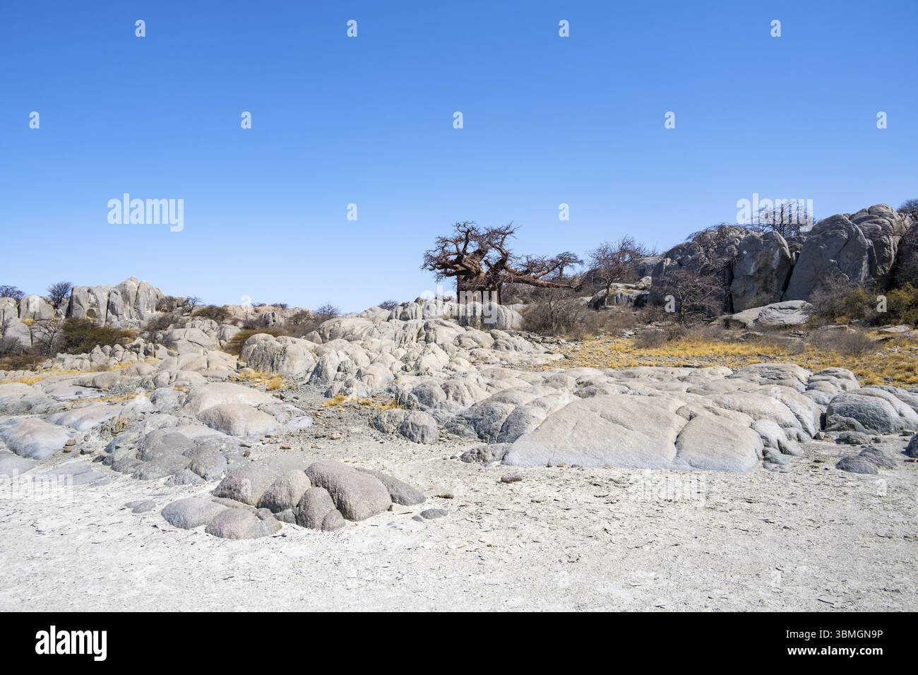 African baobab or baobab tree (Adansonia digitata), round rocks at the ...