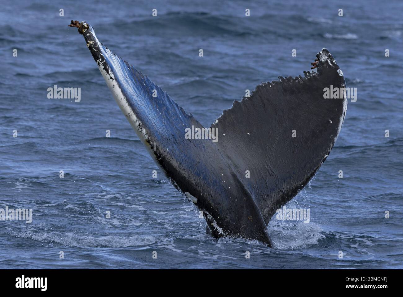 Humpback whale (Megaptera novaeangliae) showing its furrowed fluke in front of diving, Dalvik, Iceland, Arctic Ocean, Europe Stock Photo