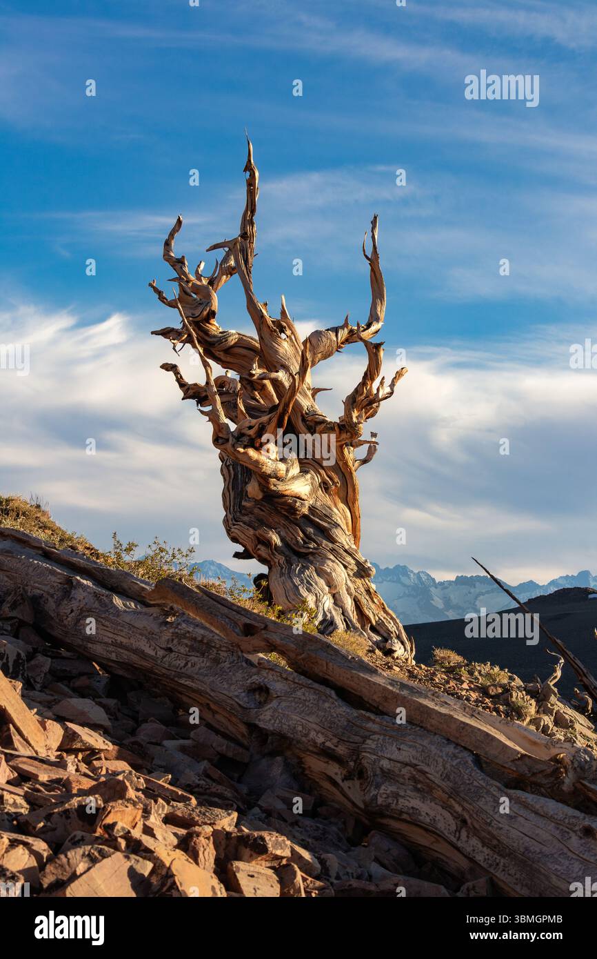An Ancient Bristlecone Pine Tree During the last light of the day. The ...