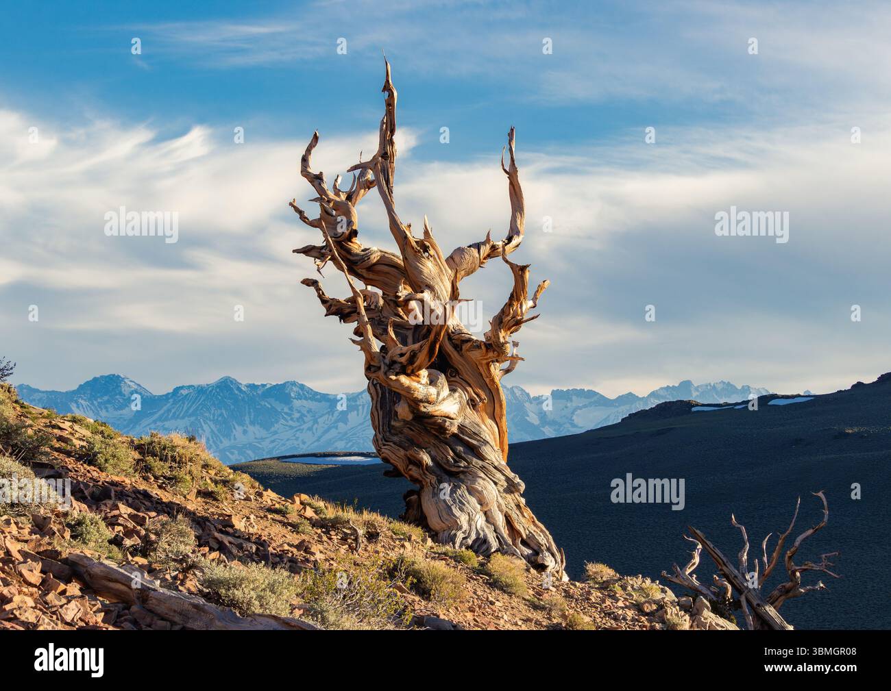 An Ancient Bristlecone Pine Tree During the last light of the day. The ...