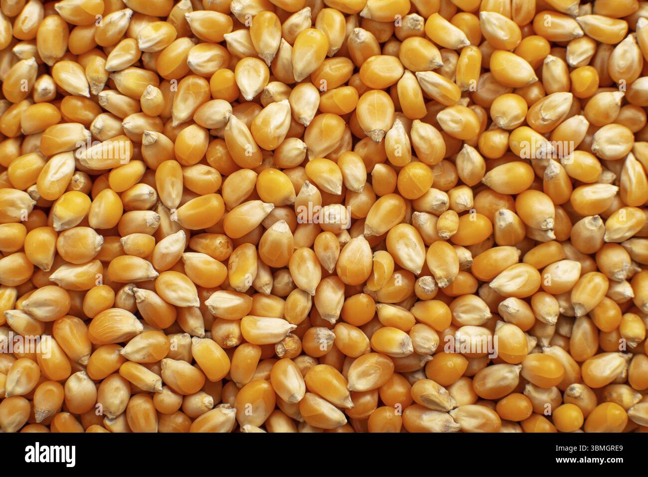 Dry raw corn kernels for making popcorn food background Stock Photo