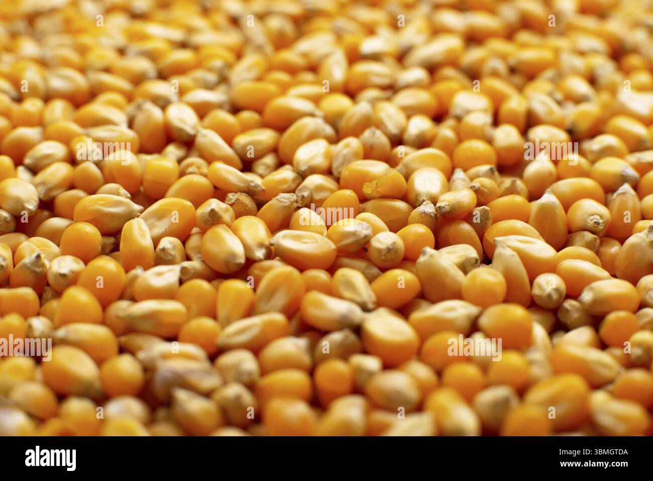 Dry raw corn kernels for making popcorn food background Stock Photo
