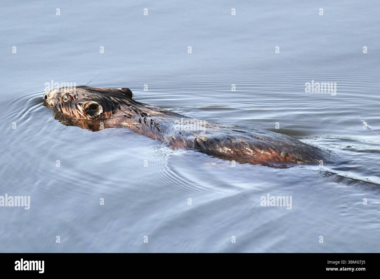 The back of a beaver as it swims away Stock Photo - Alamy