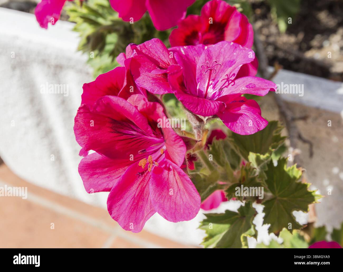 Geranium flowers, Pelargonium, spring time Stock Photo - Alamy