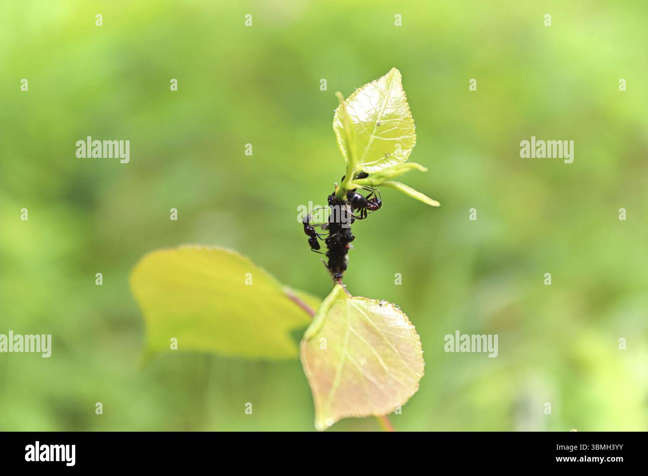 Ants on a branch tending to aphids Stock Photo