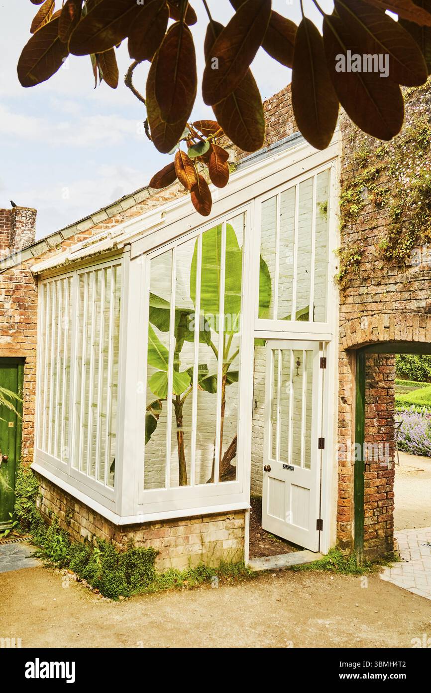 A traditional greenhouse with large white windows and tropical plants. Lost Gardens of Heligan, St Austel, Cornwall, England, United Kingdom, Europe Stock Photo