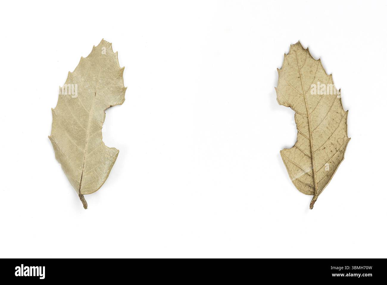 Autumn dry leaf on white isolated background. front and back view Stock Photo