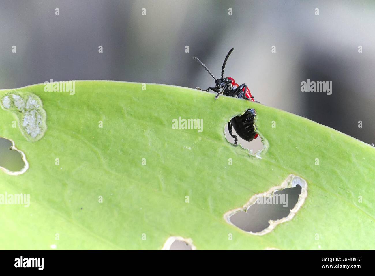 Macro of a scarlet beetle on the edge of a lilly leaf Stock Photo