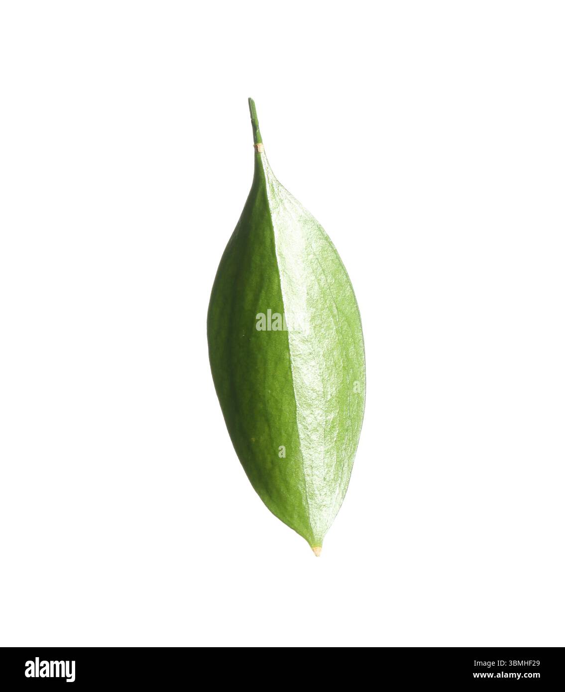 One fresh green Ruscus leaf isolated on white Stock Photo - Alamy