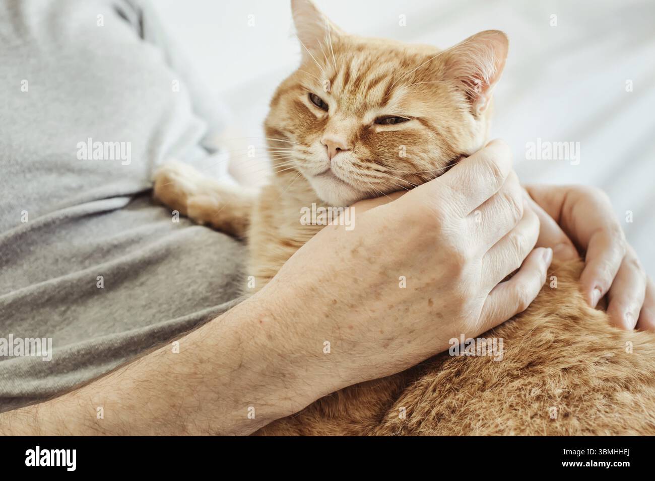 Grosse rote Katze liegt auf dem Mann. Maennliche Haende schnurren Katze. Selektiver Fokus auf Katzenmuendung Stock Photo