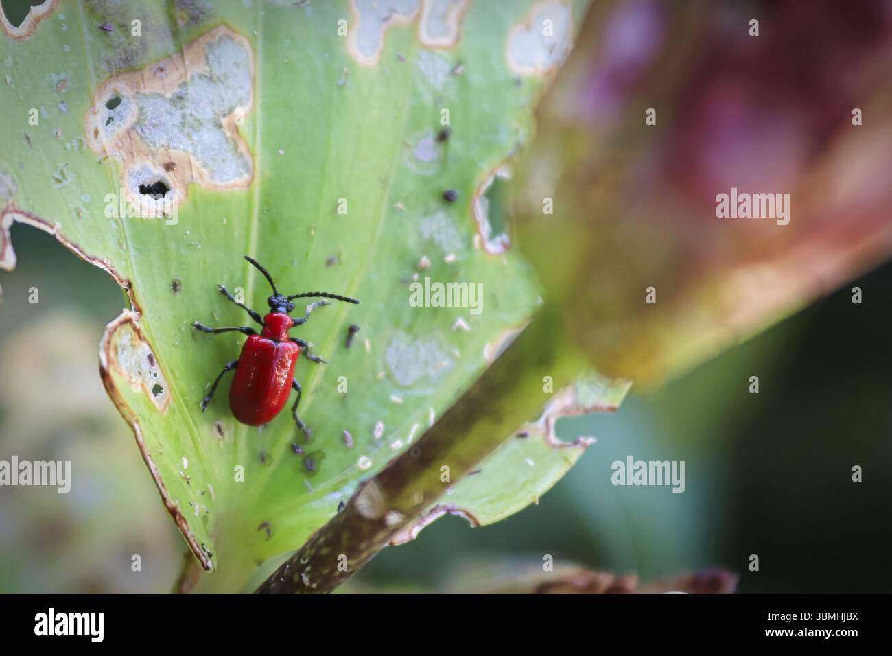 Macro view of a lilly beetle on a leaf Stock Photo