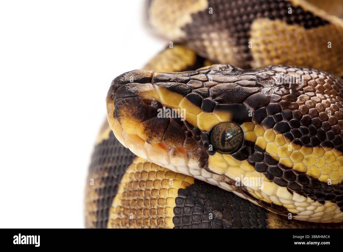 Python Regius snake isolated on white background Stock Photo