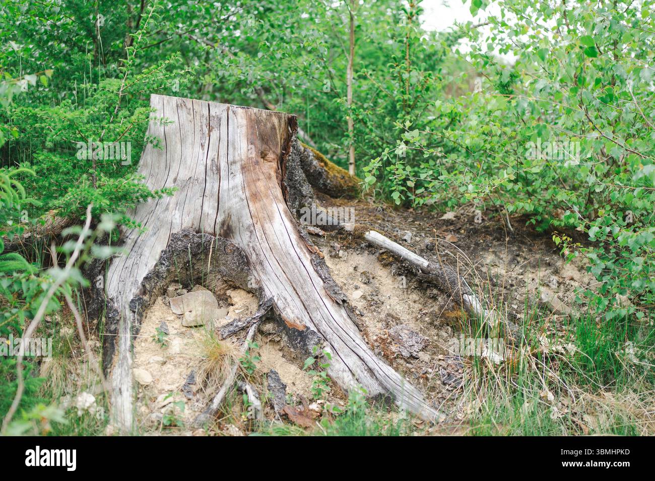 Stomp Tree Close-up of a detailed tree stump in lush forest setting. Concept ...