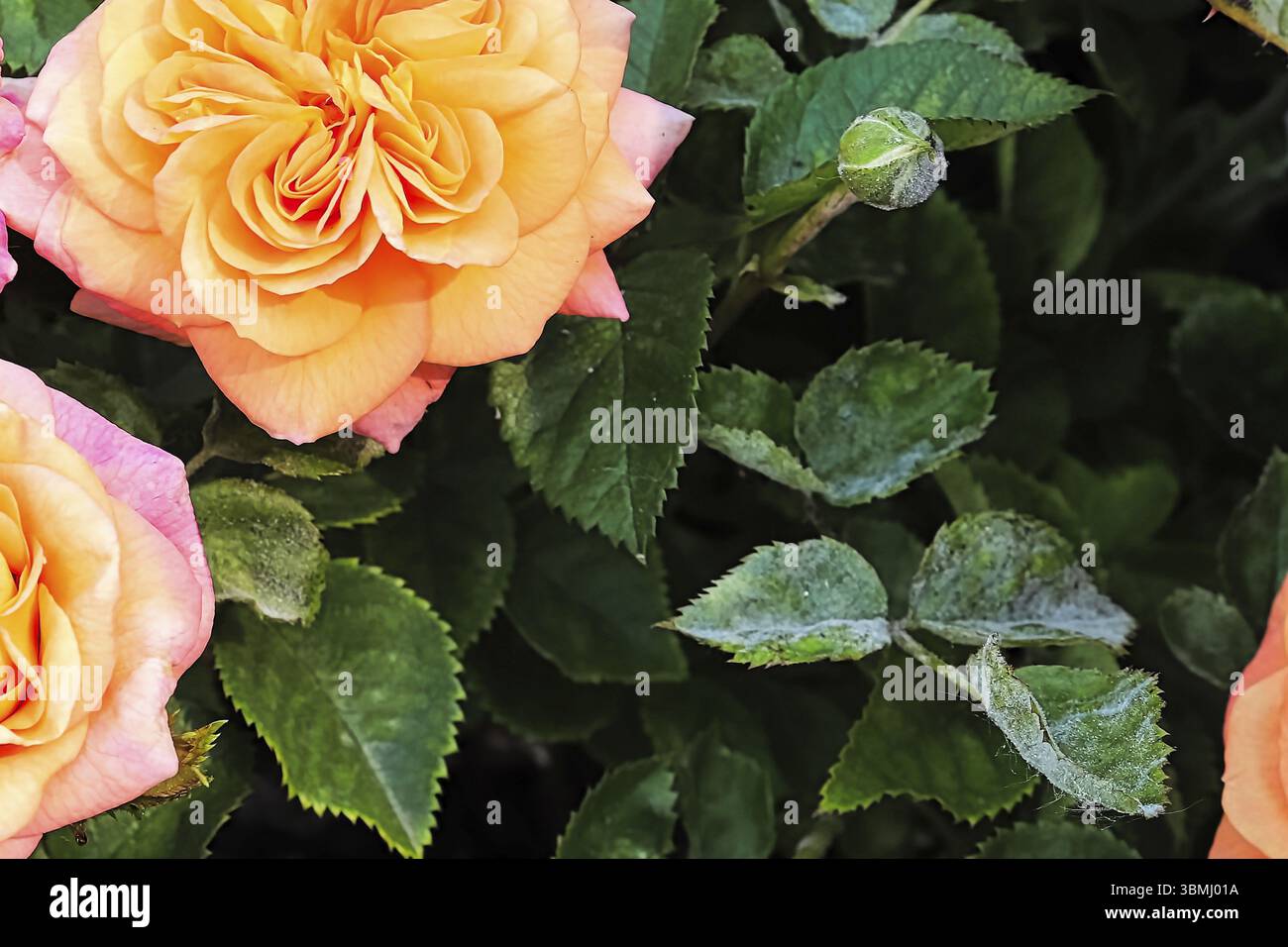 A branch on a rose bush covered in powdery mildew Stock Photo