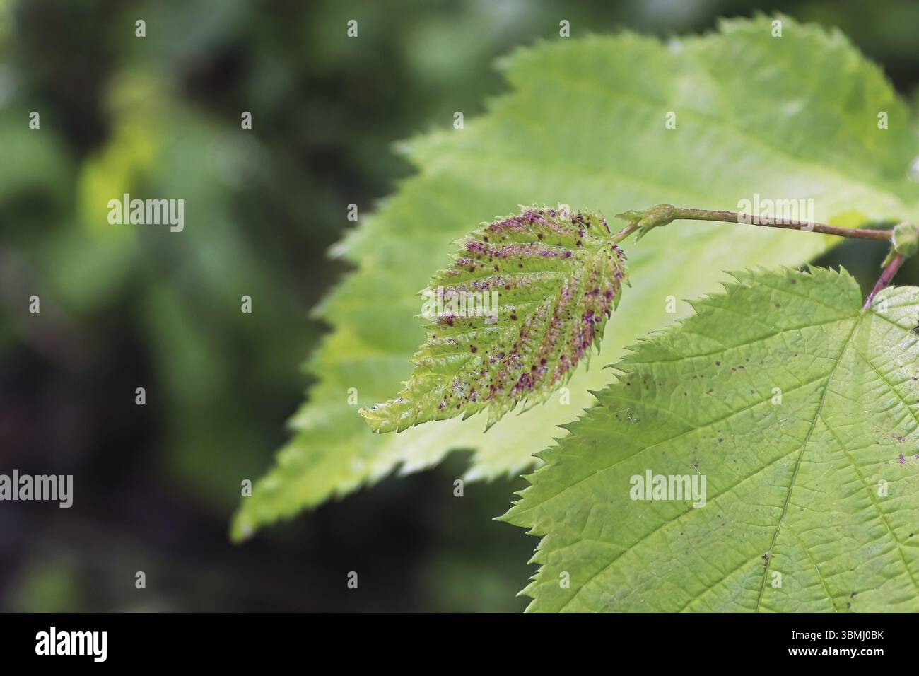 Macro of a tiny red speckled leaf on a branch tip Stock Photo