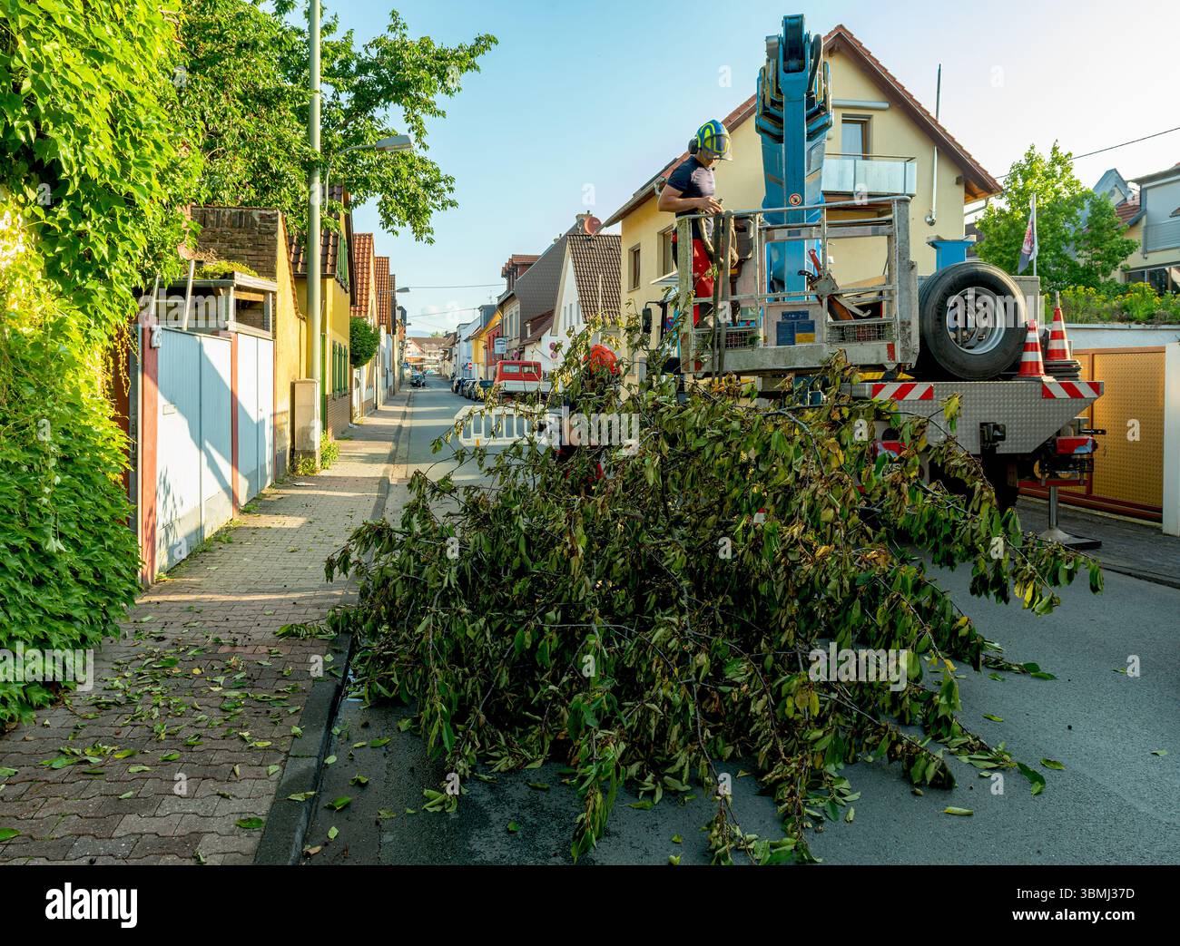 Emergency Tree Services Jacksonville | Safe Removal of Trees