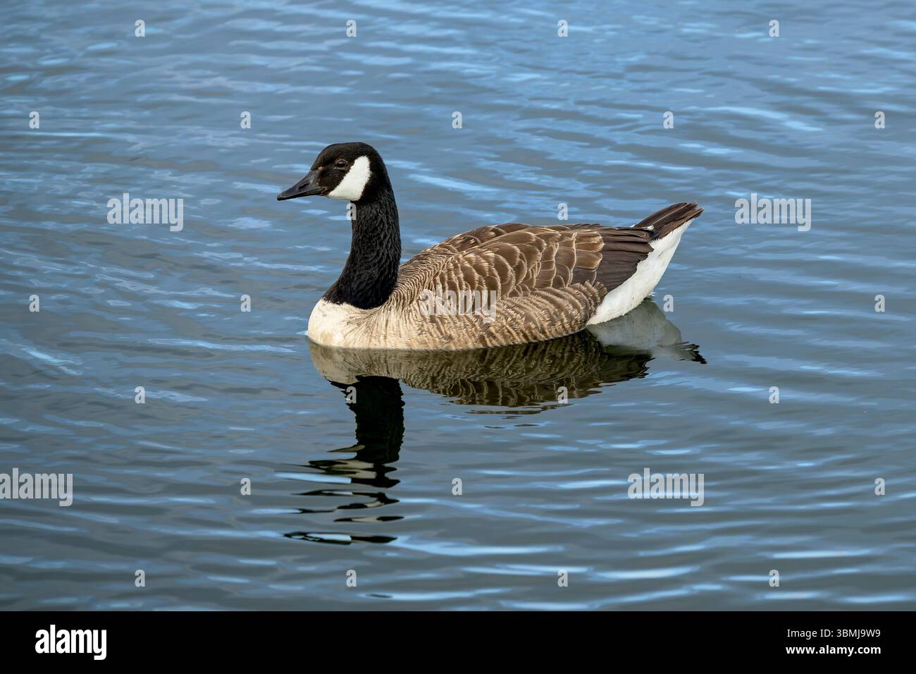 canada-goose-swimming-at-chew-valley-lake-somerset-uk-stock-photo-alamy