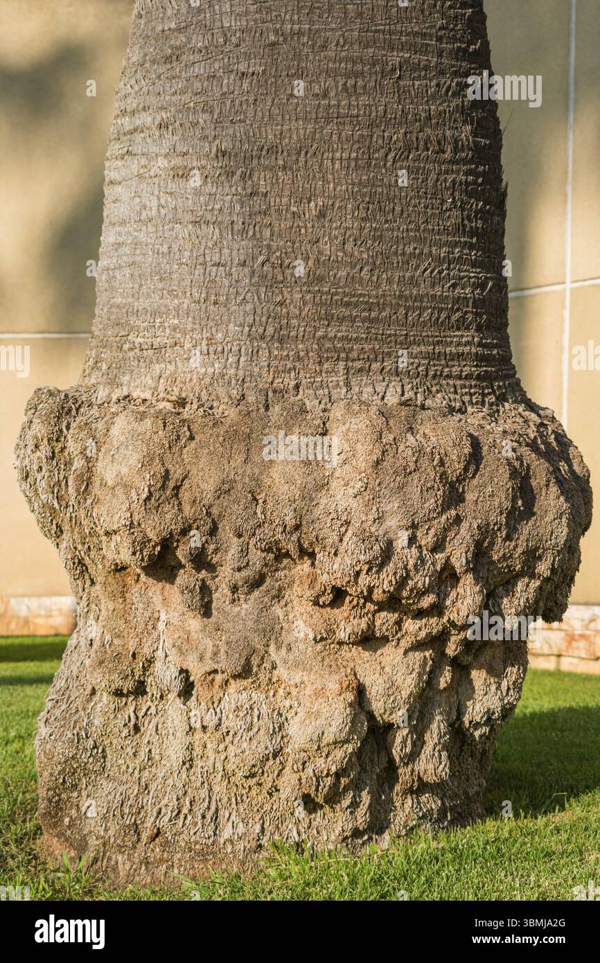 Tree trunk curved base hi-res stock photography and images - Alamy