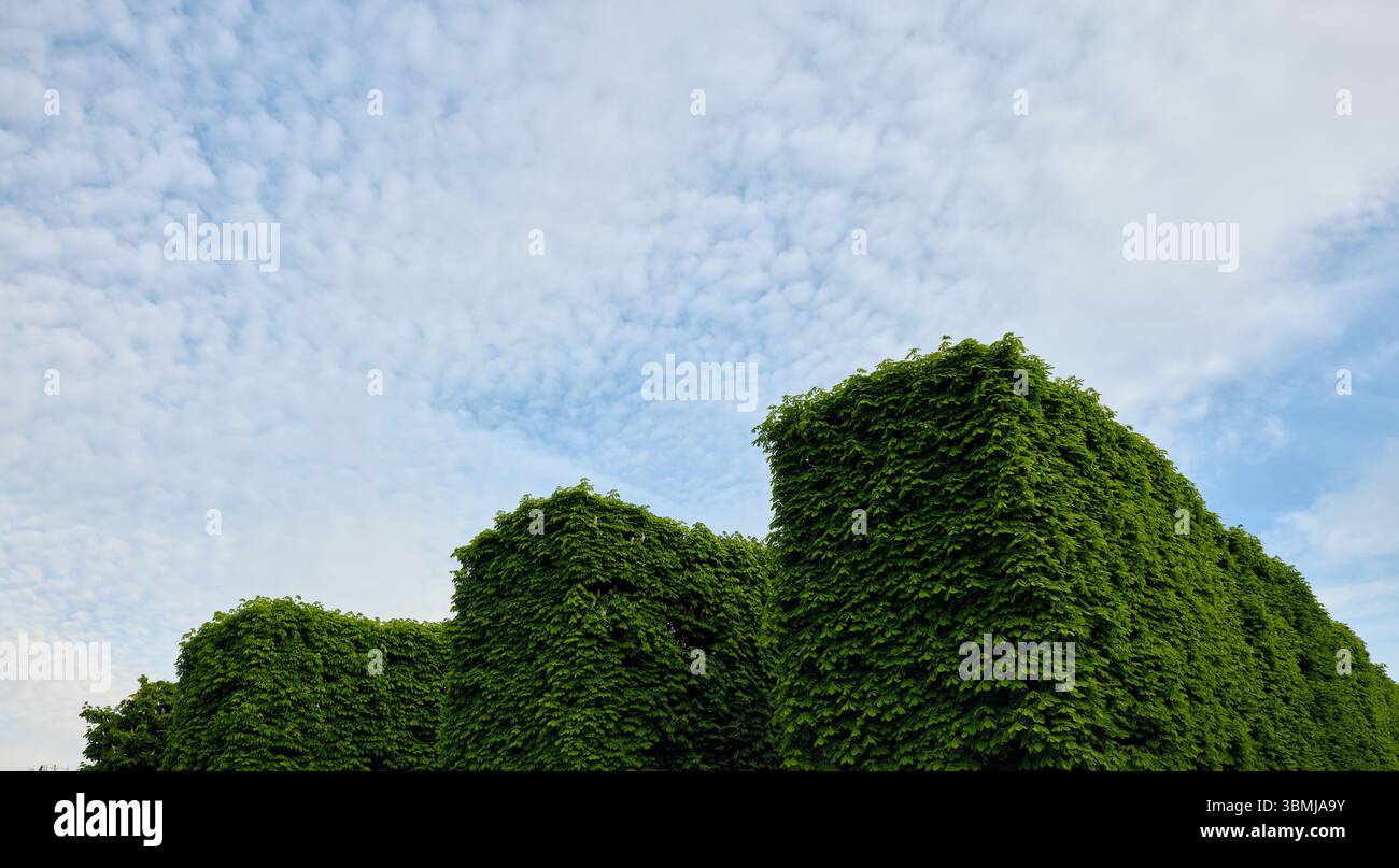 Green ivy covering square structures under cloudy sky Stock Photo